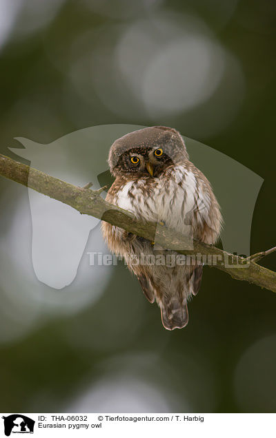 Sperlingskauz / Eurasian pygmy owl / THA-06032