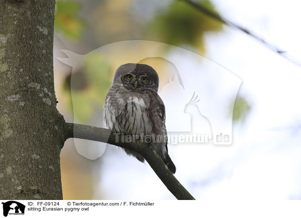 sitting Eurasian pygmy owl / FF-09124