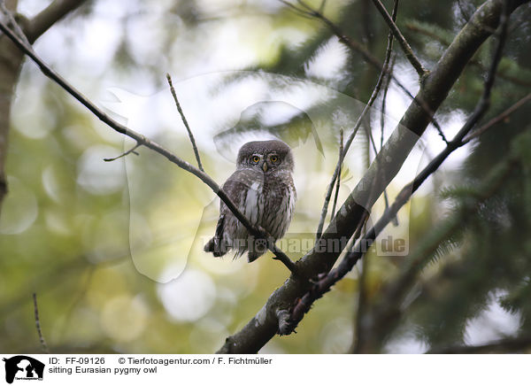 sitting Eurasian pygmy owl / FF-09126