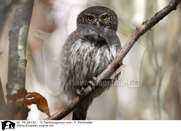 sitting Eurasian pygmy owl / FF-09132
