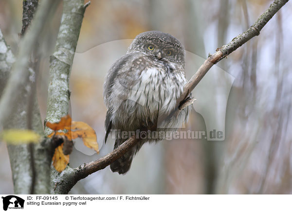 sitting Eurasian pygmy owl / FF-09145