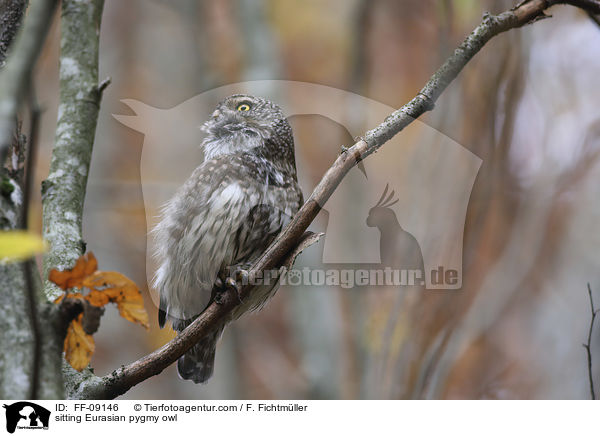 sitting Eurasian pygmy owl / FF-09146