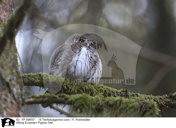 sitting Eurasian Pygmy Owl / FF-09657