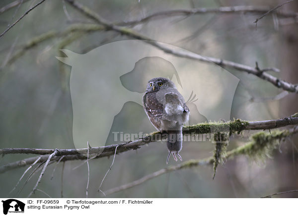 sitting Eurasian Pygmy Owl / FF-09659