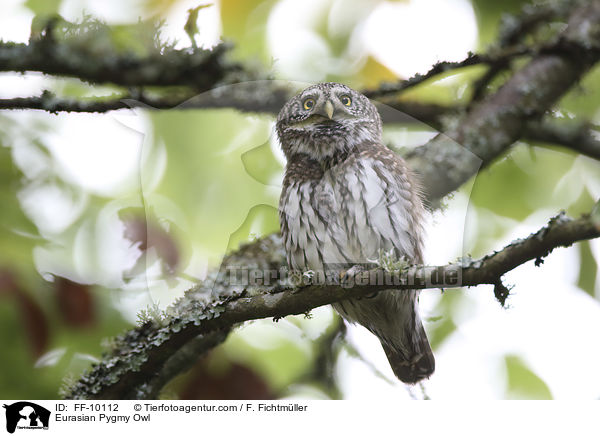 Eurasian Pygmy Owl / FF-10112