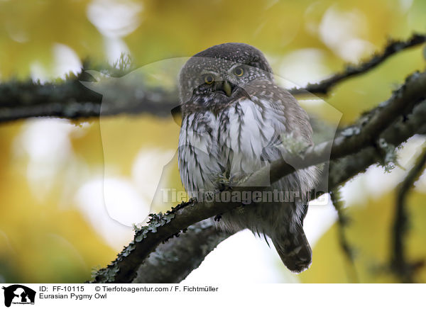 Eurasian Pygmy Owl / FF-10115