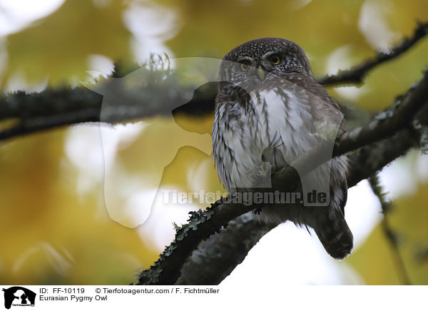 Eurasian Pygmy Owl / FF-10119