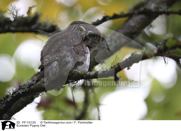 Eurasian Pygmy Owl / FF-10120