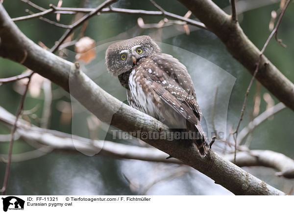 Eurasian pygmy owl / FF-11321