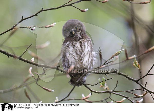 Eurasian pygmy owl / FF-11516