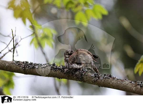 Eurasian pygmy owls / FF-11519