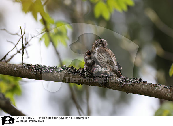 Eurasian pygmy owls / FF-11520