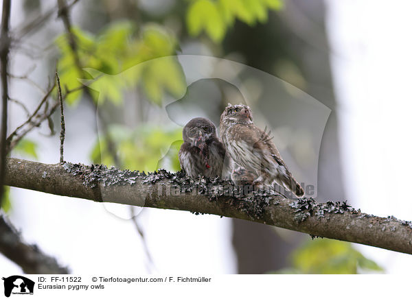 Eurasian pygmy owls / FF-11522
