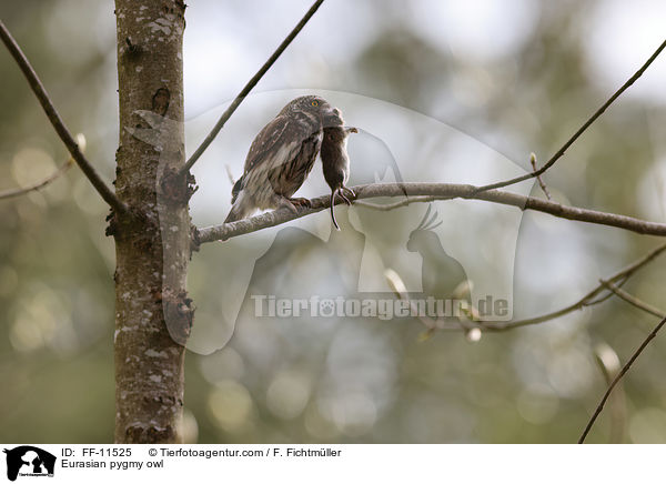 Eurasian pygmy owl / FF-11525