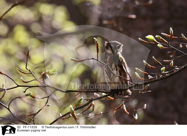 Eurasian pygmy owl / FF-11529