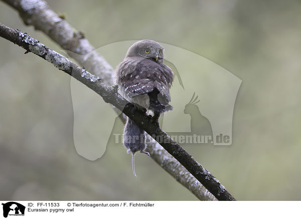 Eurasian pygmy owl / FF-11533