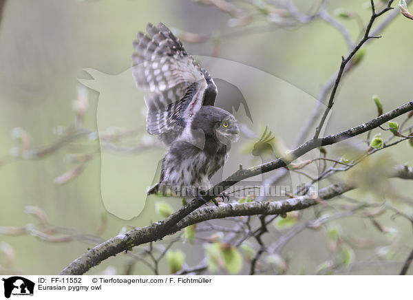 Sperlingskauz / Eurasian pygmy owl / FF-11552
