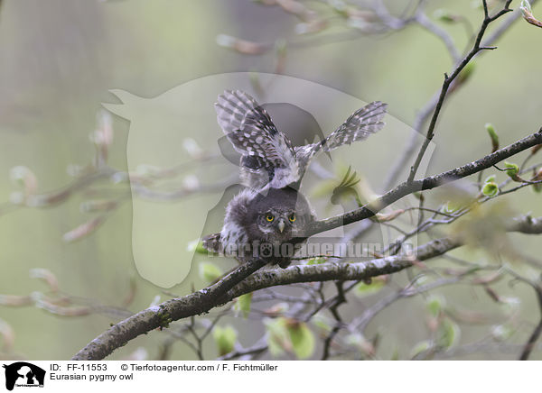 Sperlingskauz / Eurasian pygmy owl / FF-11553