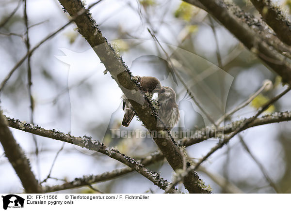 Eurasian pygmy owls / FF-11566
