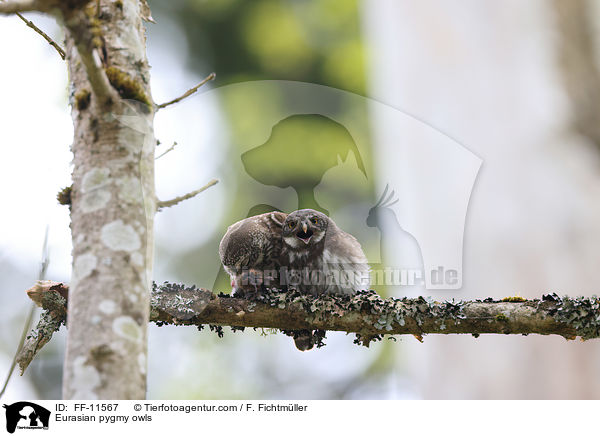 Eurasian pygmy owls / FF-11567