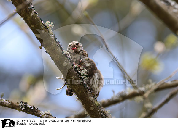 Eurasian pygmy owls / FF-11569