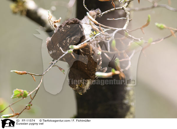 Eurasian pygmy owl / FF-11574