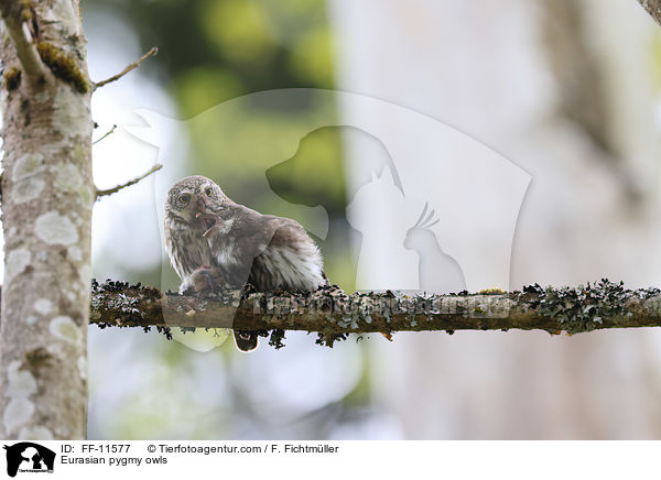 Eurasian pygmy owls / FF-11577