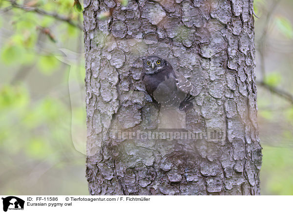 Eurasian pygmy owl / FF-11586