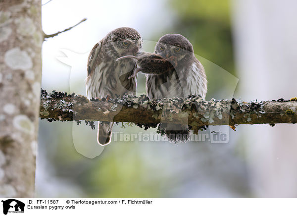 Eurasian pygmy owls / FF-11587