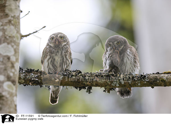 Eurasian pygmy owls / FF-11591