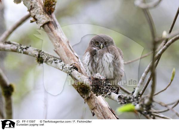 Eurasian pygmy owl / FF-11597