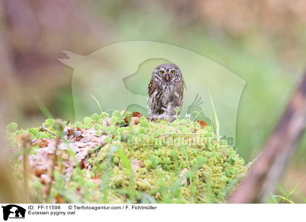 Eurasian pygmy owl / FF-11598