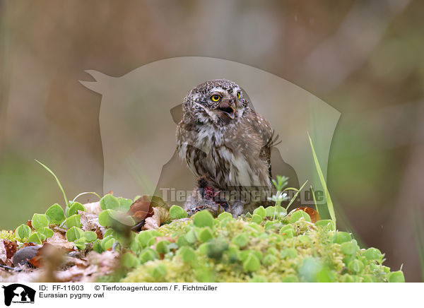 Eurasian pygmy owl / FF-11603