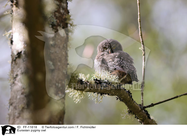Eurasian pygmy owl / FF-11618