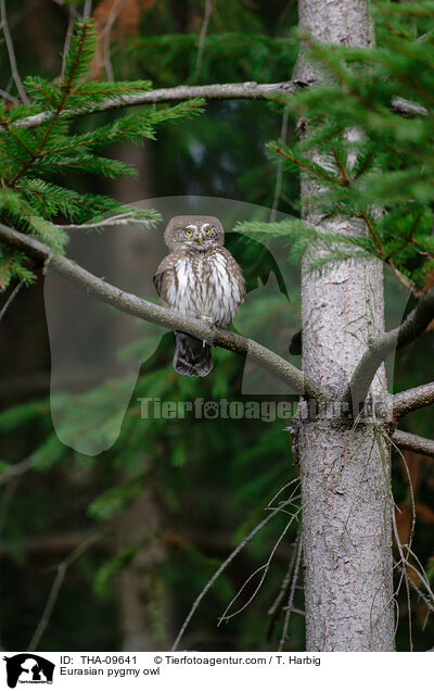 Eurasian pygmy owl / THA-09641