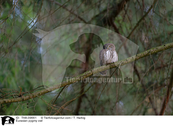 Eurasian pygmy owl / THA-09661