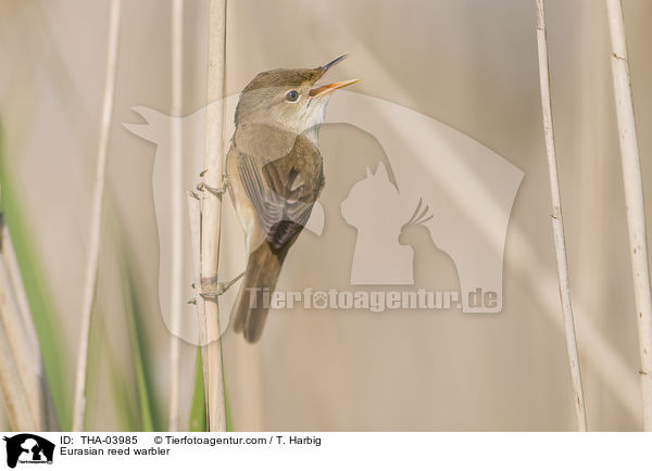 Eurasian reed warbler / THA-03985
