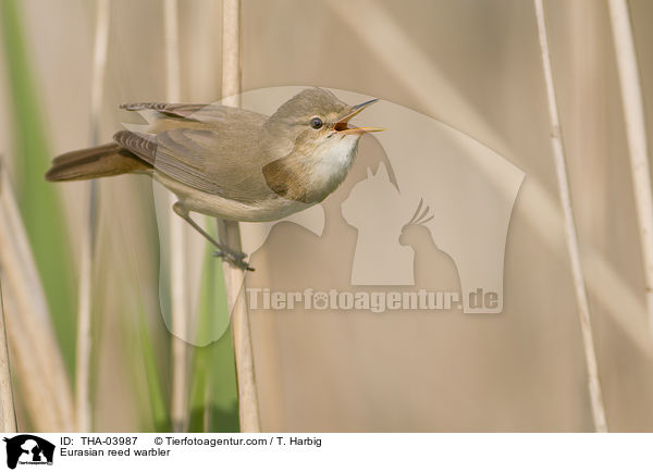 Teichrohrsnger / Eurasian reed warbler / THA-03987