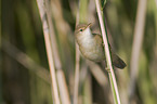 Eurasian reed warbler