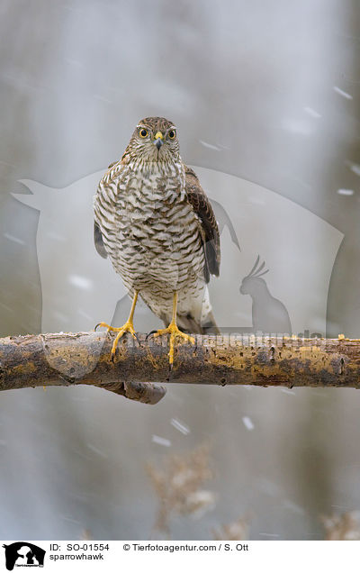 sparrowhawk / SO-01554