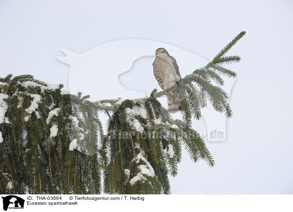 Sperber / Eurasian sparrowhawk / THA-03664