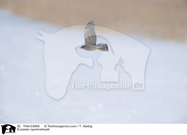 Sperber / Eurasian sparrowhawk / THA-03668