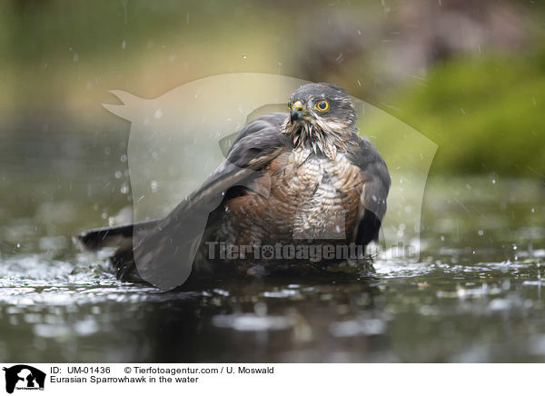Sperber im Wasser / Eurasian Sparrowhawk in the water / UM-01436