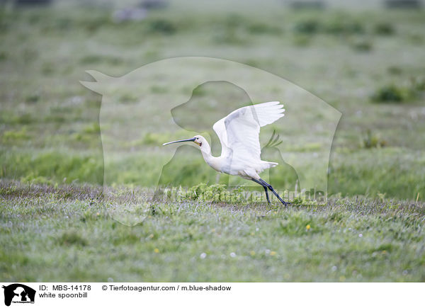 white spoonbill / MBS-14178