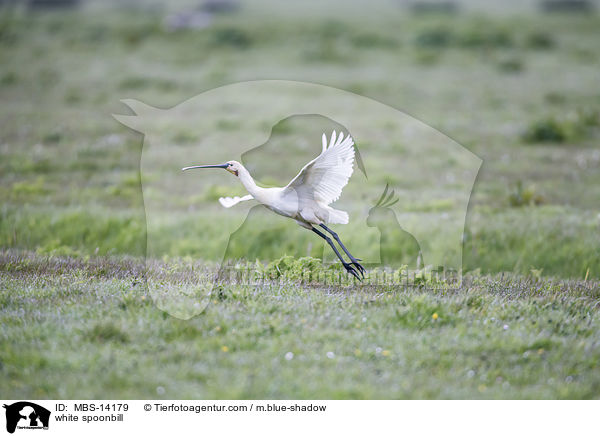 white spoonbill / MBS-14179