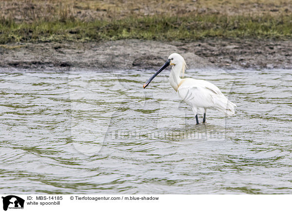 white spoonbill / MBS-14185