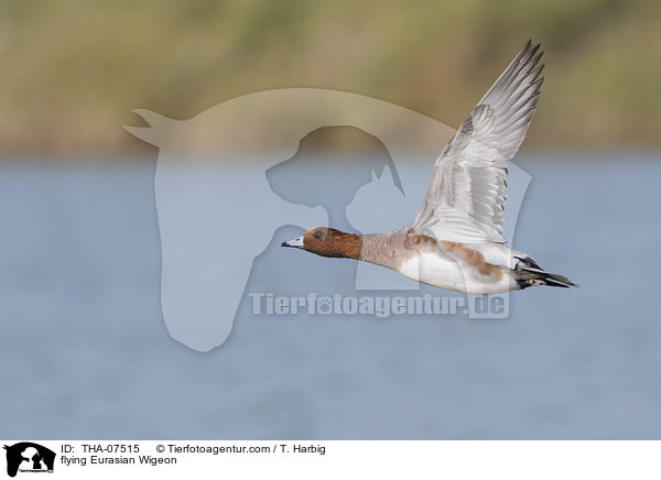 fliegende Pfeifente / flying Eurasian Wigeon / THA-07515
