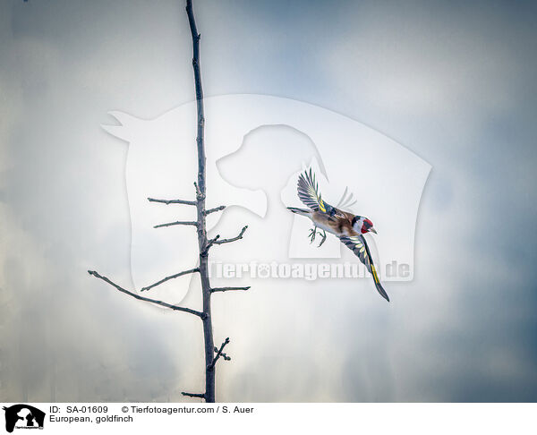 Stieglitz / European, goldfinch / SA-01609