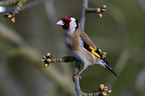 European goldfinch