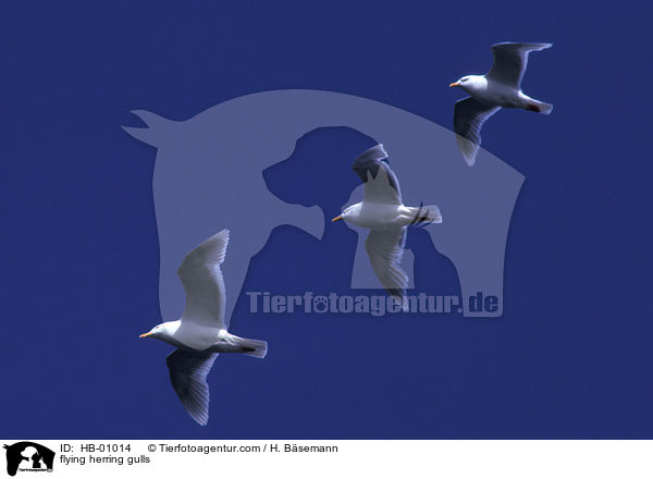 flying herring gulls / HB-01014